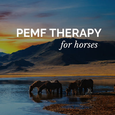 PEMF Therapy For Horses