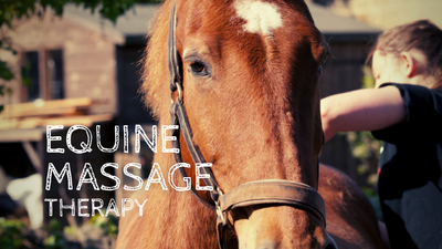 Facts about Equine Massage Therapy