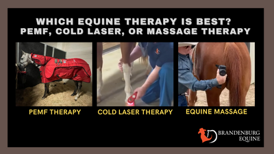 Which Equine Therapy Is Best – PEMF, Cold Laser, or Massage Therapy?