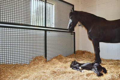 SMALLER FOALS AND SHORTER GESTATION NOTED AFTER BLUE-LIGHT THERAPY DURING PREGNANCY