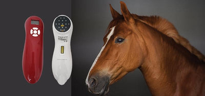 Equine Cold Laser Therapy LLLT – How to use a cold laser on horses